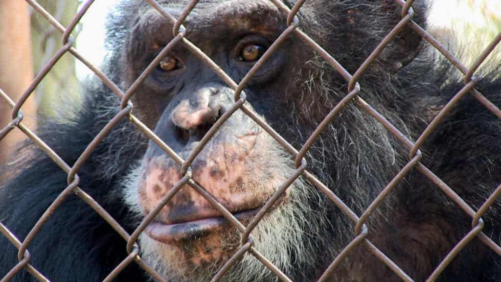 Still from Unlocking the Cage directed by Chris Hegedus and D. A. Pennebaker Courtesy of HBO