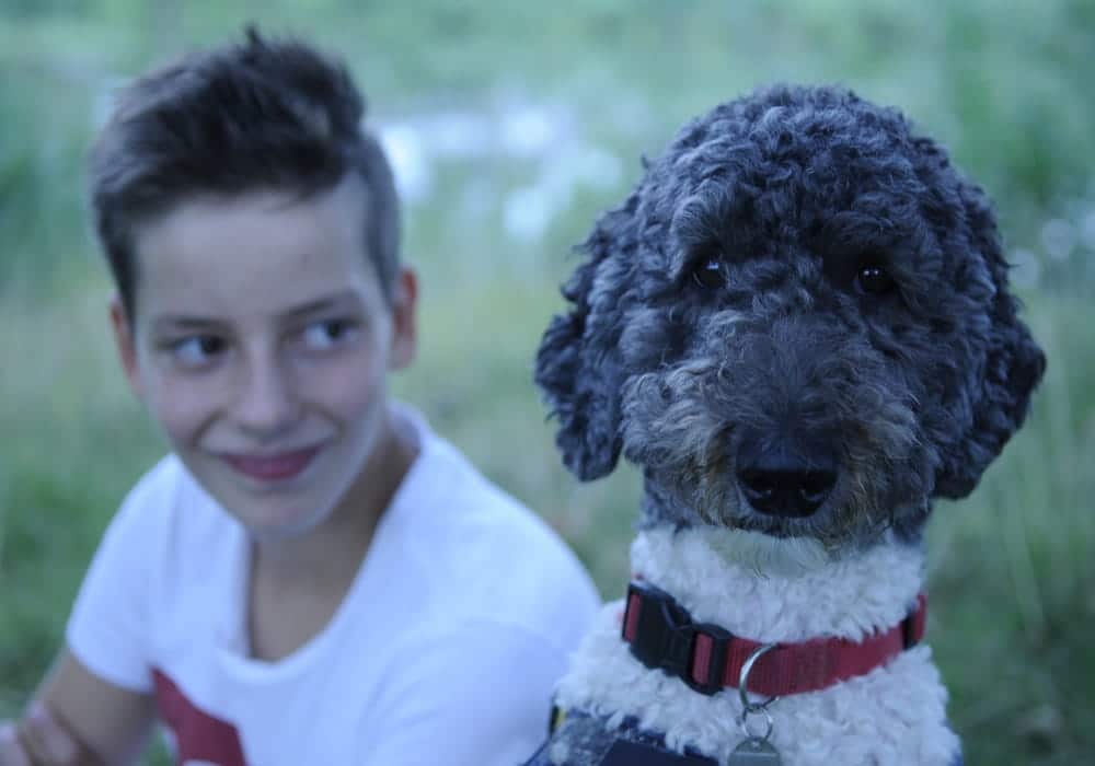 A boy and his service dog in Heddy Honigmann’s Buddy 

Our capsule reviews highlight six of the standouts at the 2019 Hot Docs Canadian International Documentary Festival: Conviction, Buddies, Willie, In My Blood It Runs, We Will Stand Up, and Push.