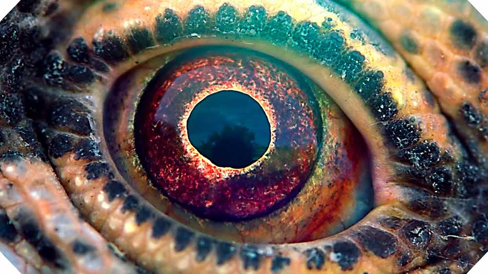 Voyage of Time, Best of the decade