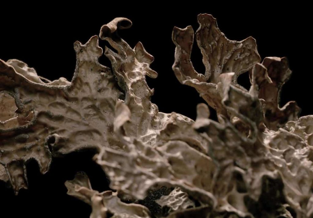 Still from Lisa Jackson's Lichen, which screens in the Red Shorts program at ImagineNative 2020.