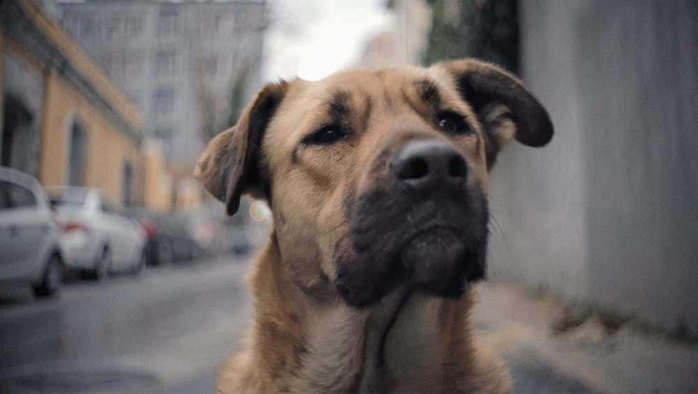 A dog looks into the camera, in close up, which is playing at Doc NYC.