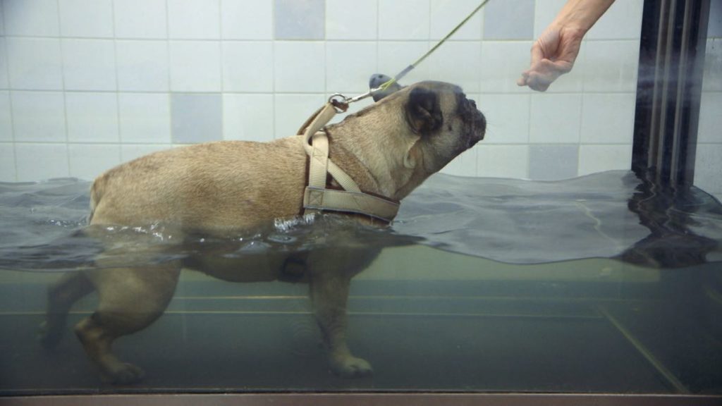 A dog undergoes rehab at an Amsterdam animal shelter in the documentary Sheltered, which screened at Visions du Réel 2021 in the Grand Angle section