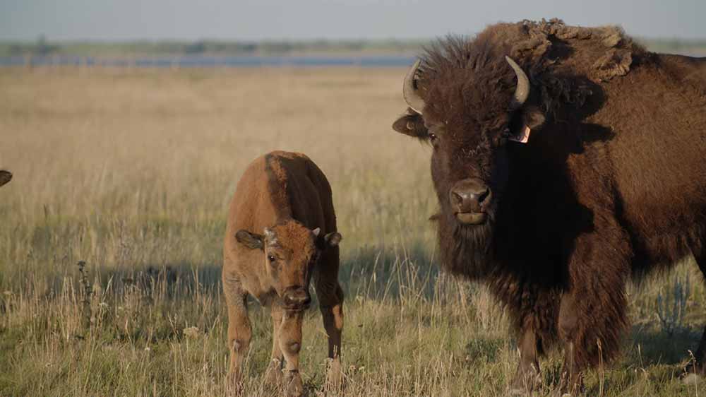 A still of a small buffalo with its mother, looking into the camera against a vast field of grass in Kímmapiiyipitssini: The Meaning of Empathy.