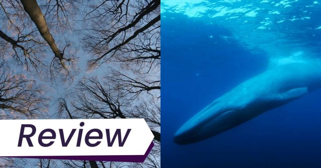 Stills from The Hidden Life of Trees (left) and The Loneliest Whale (right). Looking up at a tall forest of trees from the ground (left). The 52 Hz whale underwater in The Loneliest Whale (right).