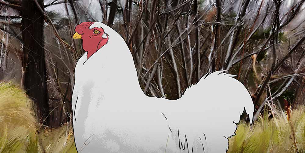 A still of an animated rooster in DUST BATH, one of the best shorts of TIFF 2021.