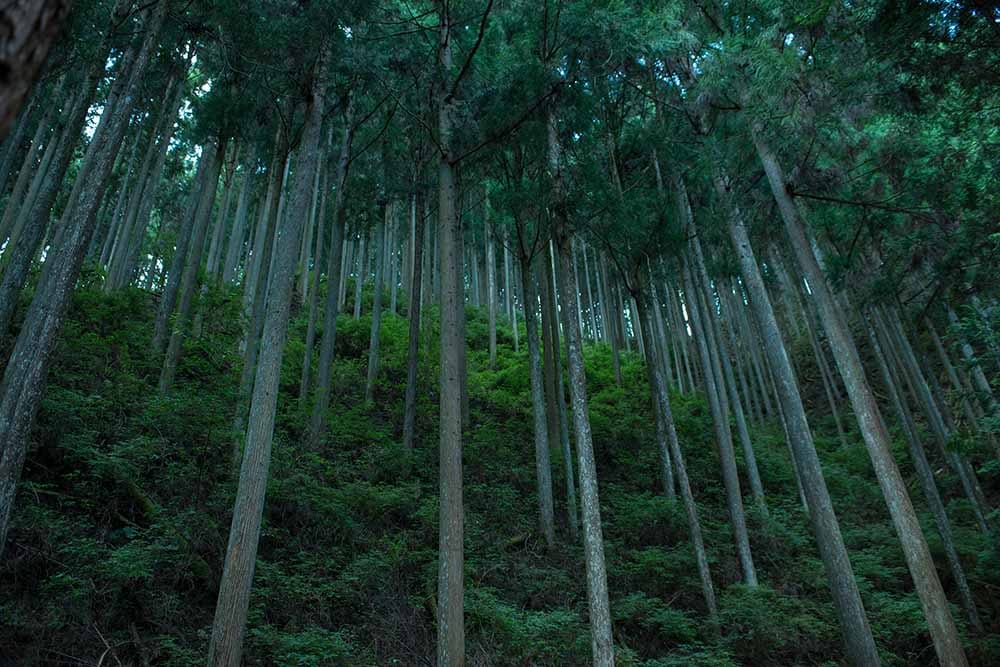 A still of some trees in a forest at night from Vision, which is screening in Japan Society's "Flash Forward" series.