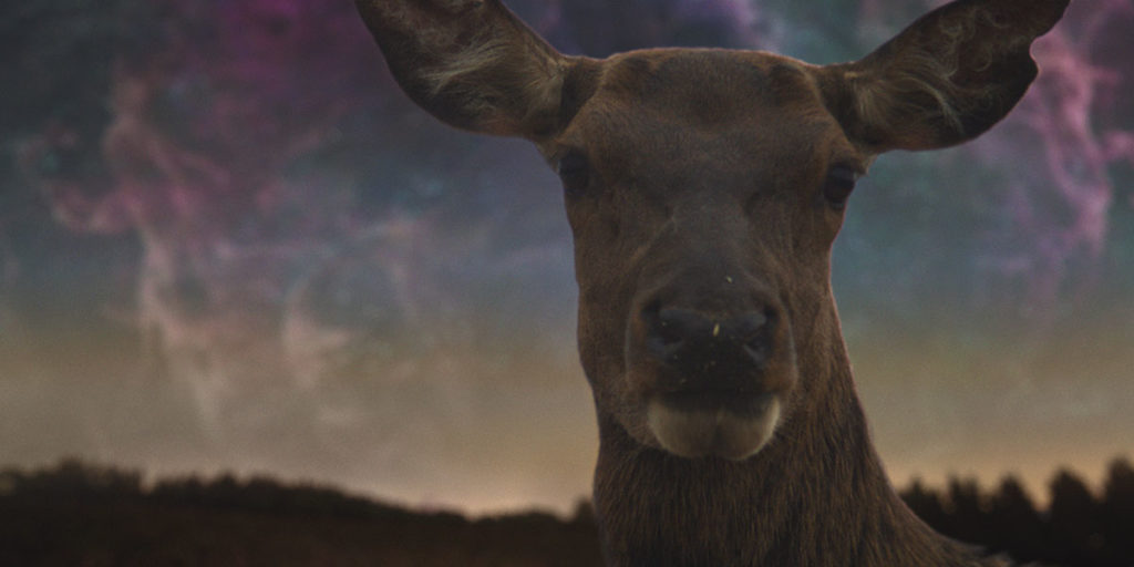 Still from Darlene Naponse's Stellar, which Alex Heeney reviews out of TIFF. Photo courtesy of TIFF. An animal stares into the camera against the backdrop of the Northern lights and a forest.