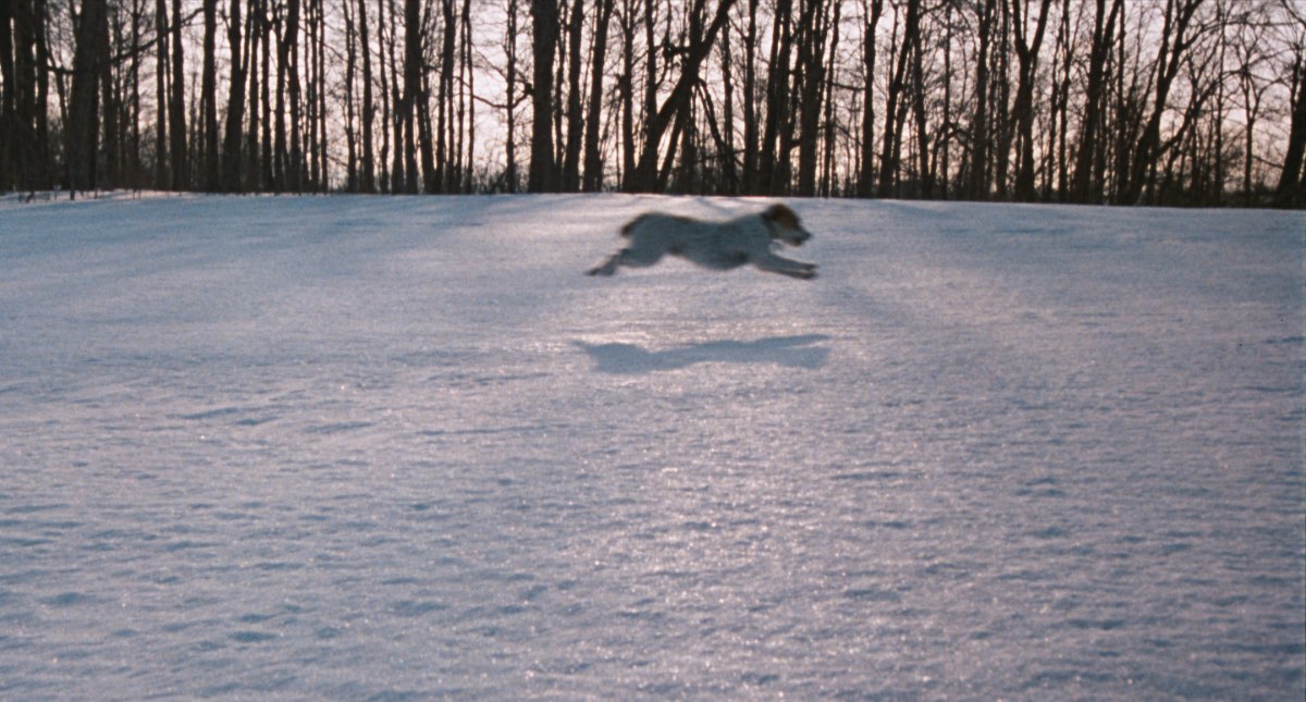 Still from When Night is Falling of the dog, which Patricia Rozema discusses in this interview. A dog is running and jumping mid-air.