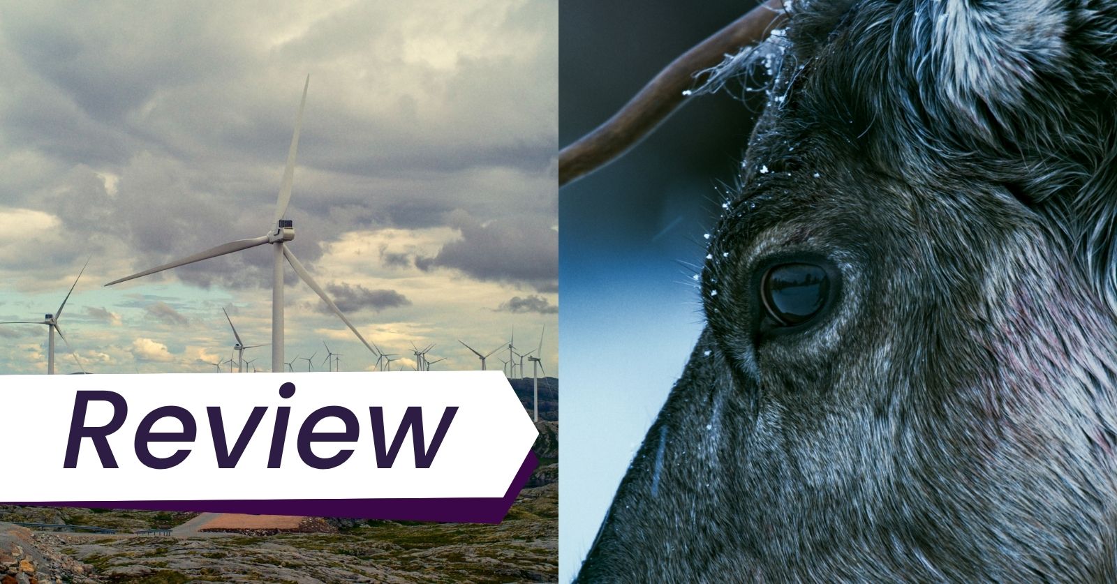 Still of a wind farm and a reindeer from the documentary Let Our Mountains Live, which screened at HotDocs, and is reviewed here.